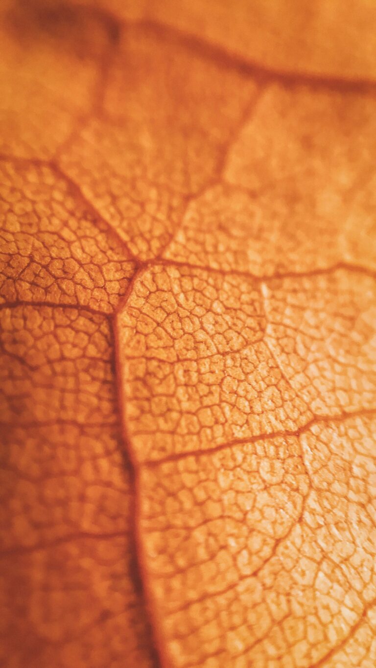 foad-roshan-R7YDbQSOLLc-unsplash