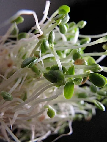 Red Clover Sprout