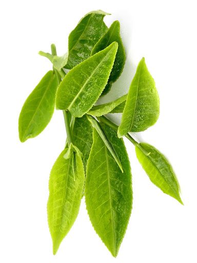 Cosphaderm® EGCg ECONAT