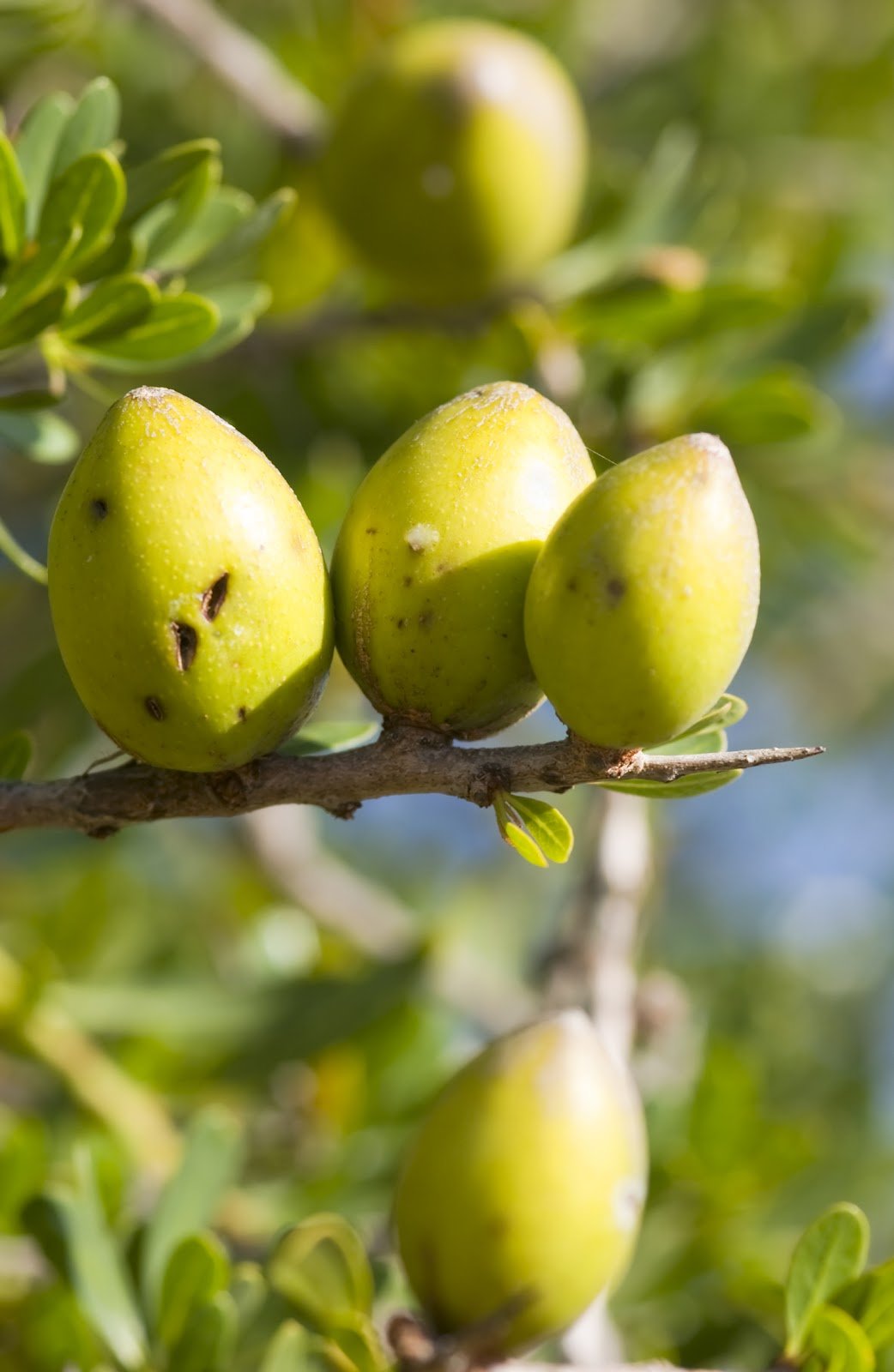 Floviva Argan Oil