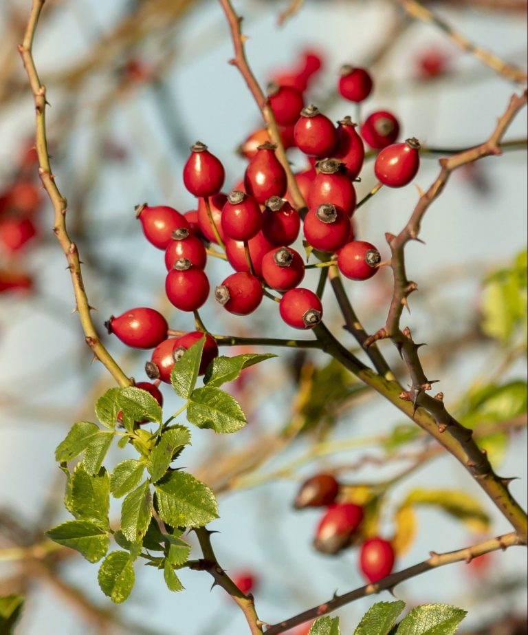 Floviva Rosehip Seed Oil