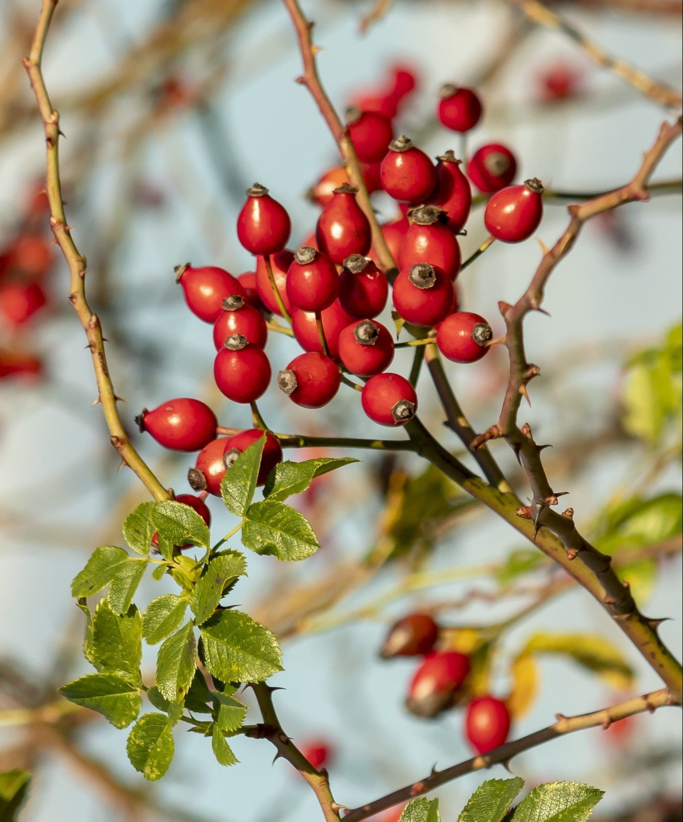 Floviva Rosehip Seed Oil