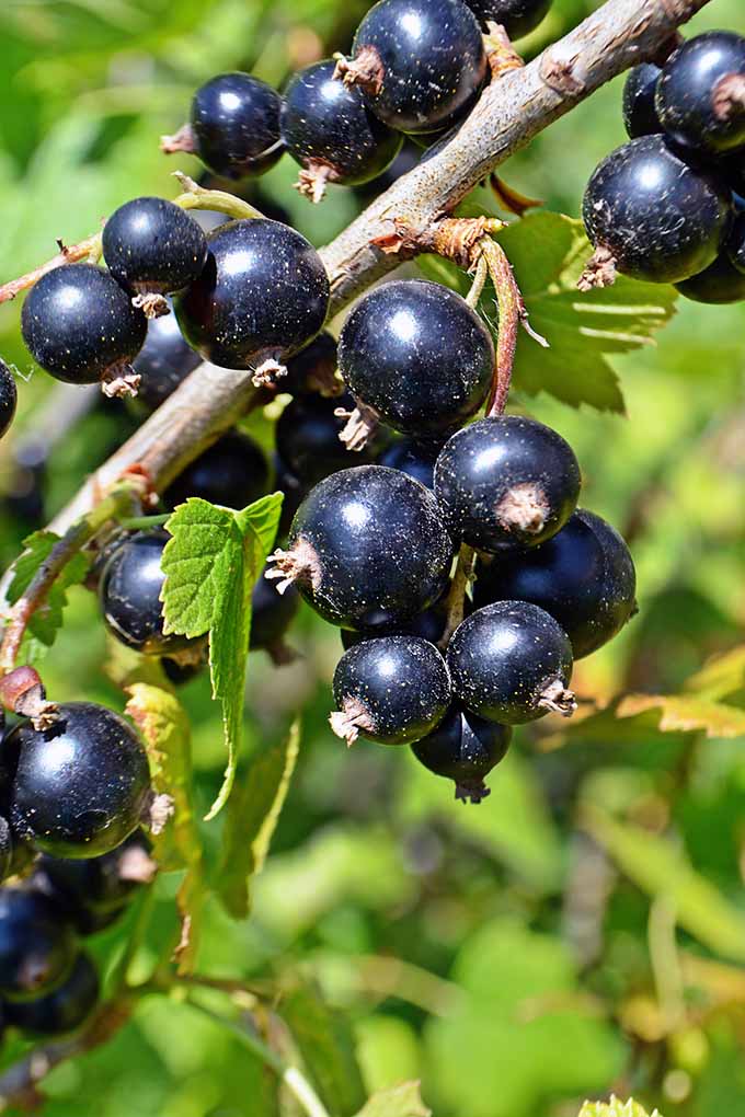 Floviva Blackcurrant Seed Oil