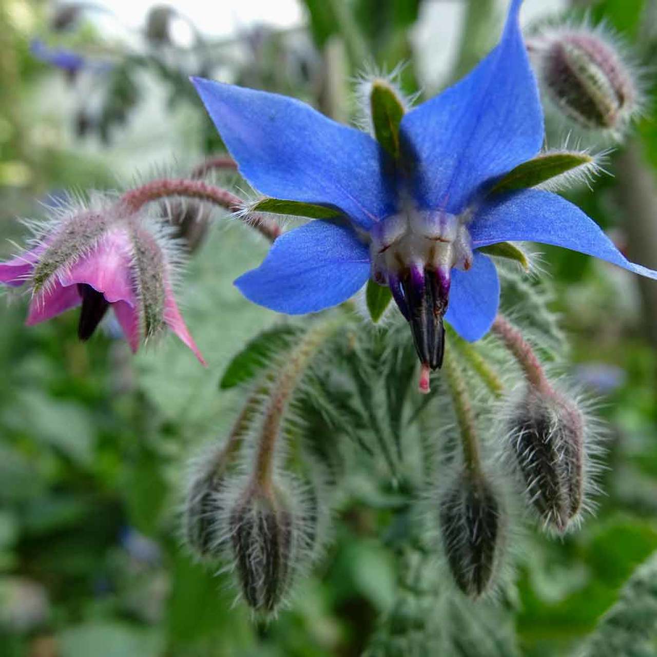 Floviva Borage Seed Oil