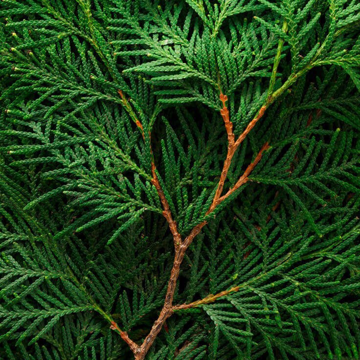 Floviva Cypress Oil