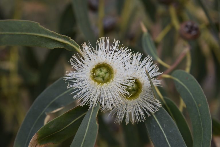Floviva Eucalyptus Globulus Oil