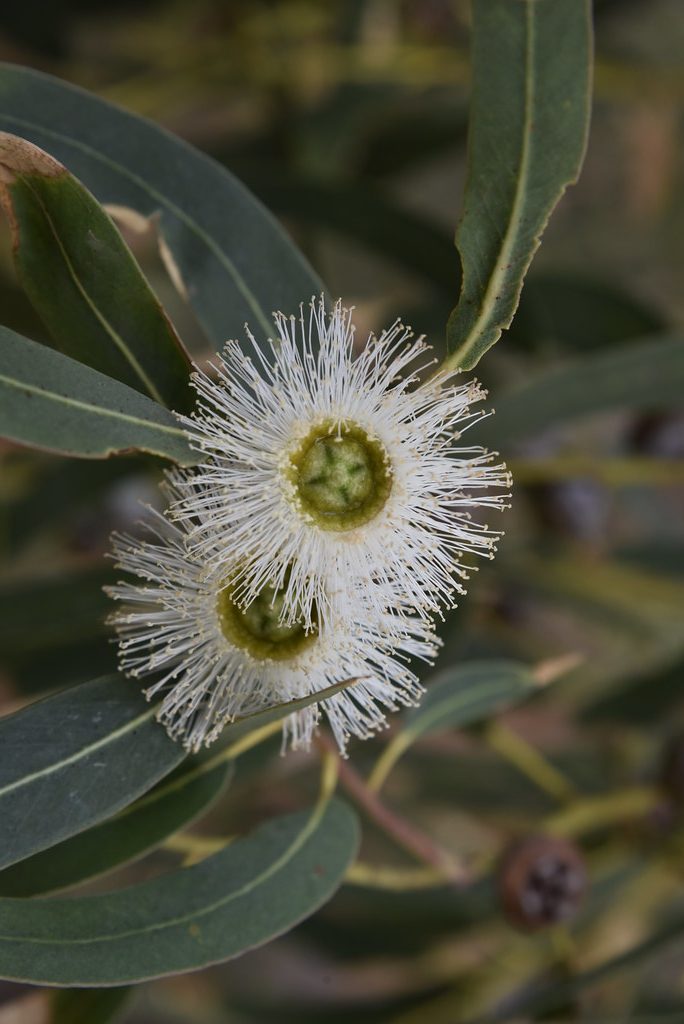 Floviva Eucalyptus Globulus Oil