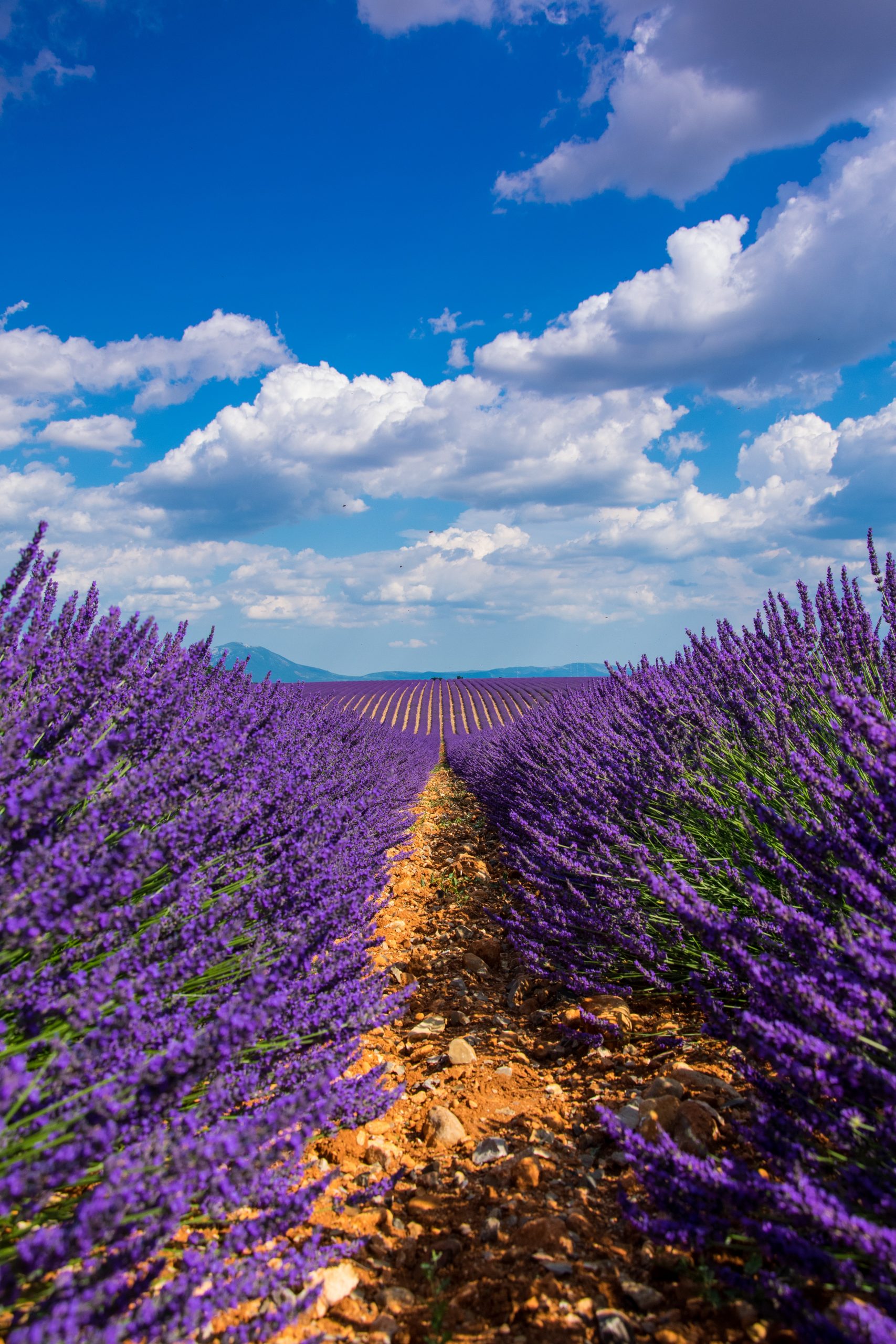 Floviva Lavender Hydrolat