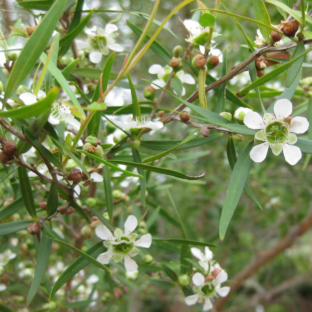 Floviva Lemon Tea Tree Oil
