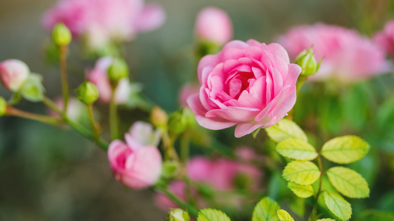 Floviva Rose Oil