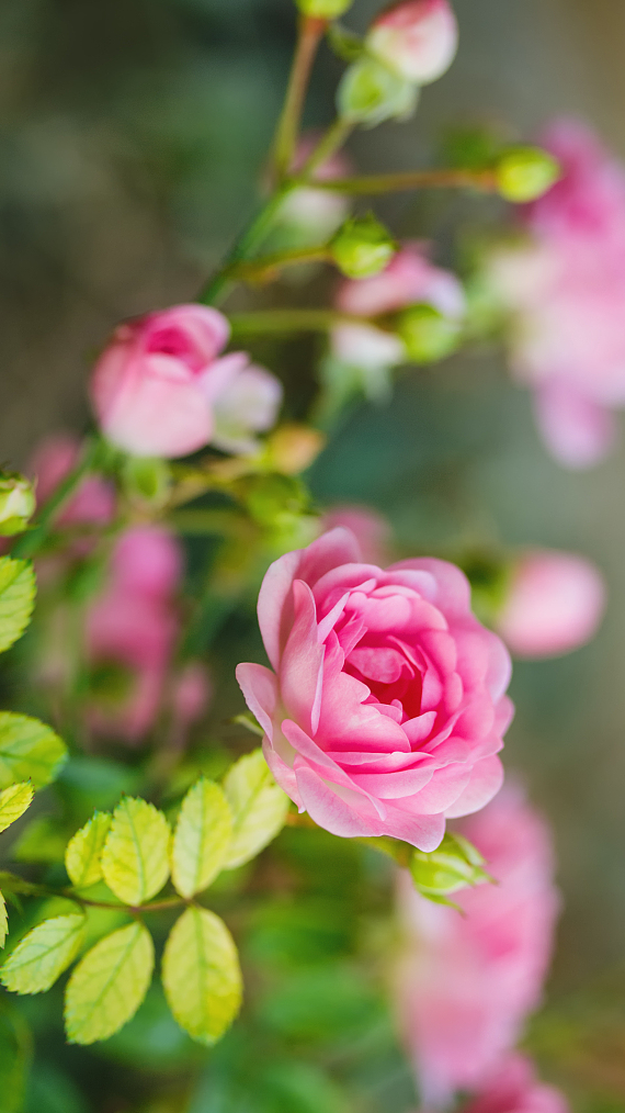 Floviva Rose Oil