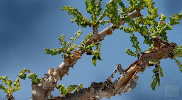 Floviva Frankincense Oil
