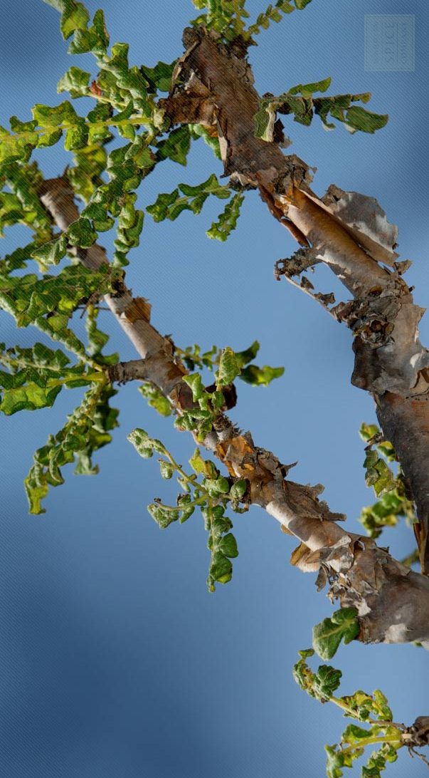 Floviva Frankincense Oil