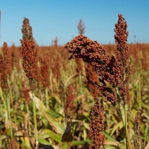 TAOS AOAP Ferment™