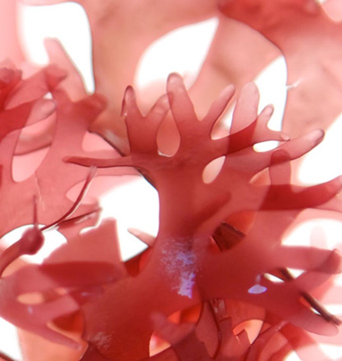 TAOS Asthaxanthin™