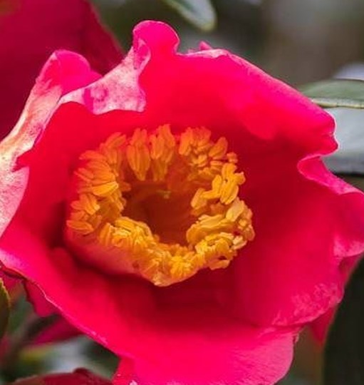TAOS Jeju Camellia Oil™