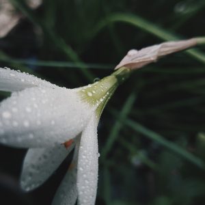 TAOS Soothing Cooler™