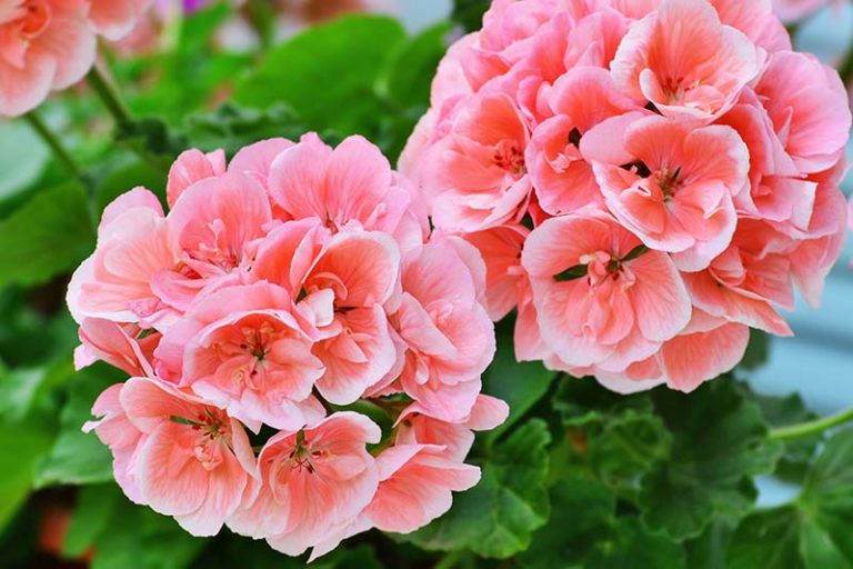 Floviva Geranium Oil