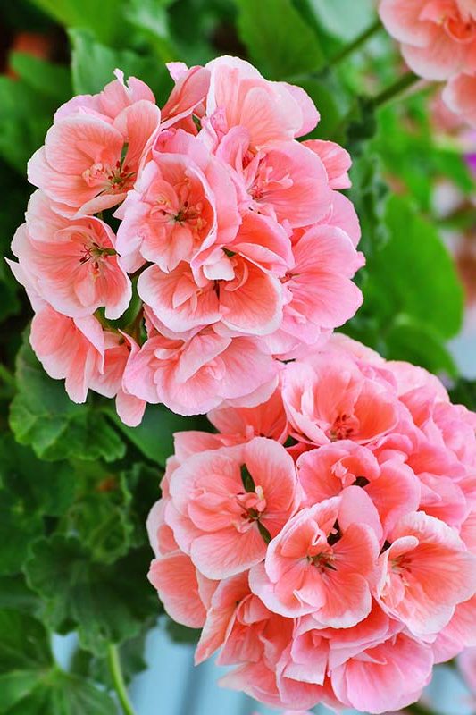 Floviva Geranium Oil