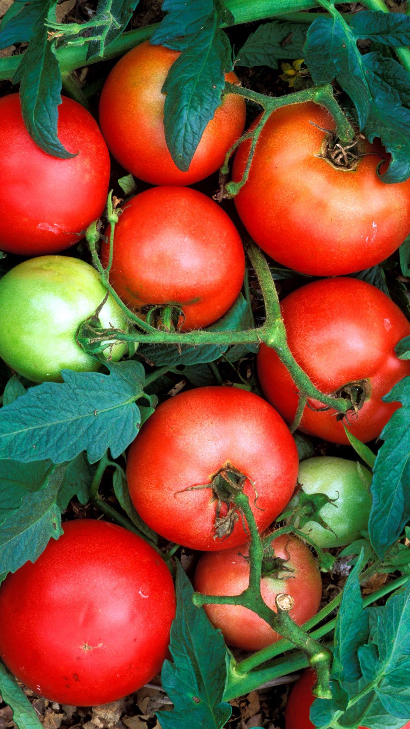 Tomato Boost Peel-Off-Powder