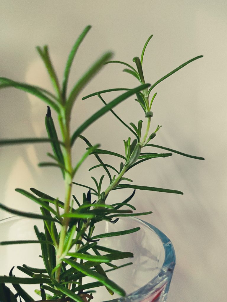 Rosemary Purifying Rinse-Off Mask