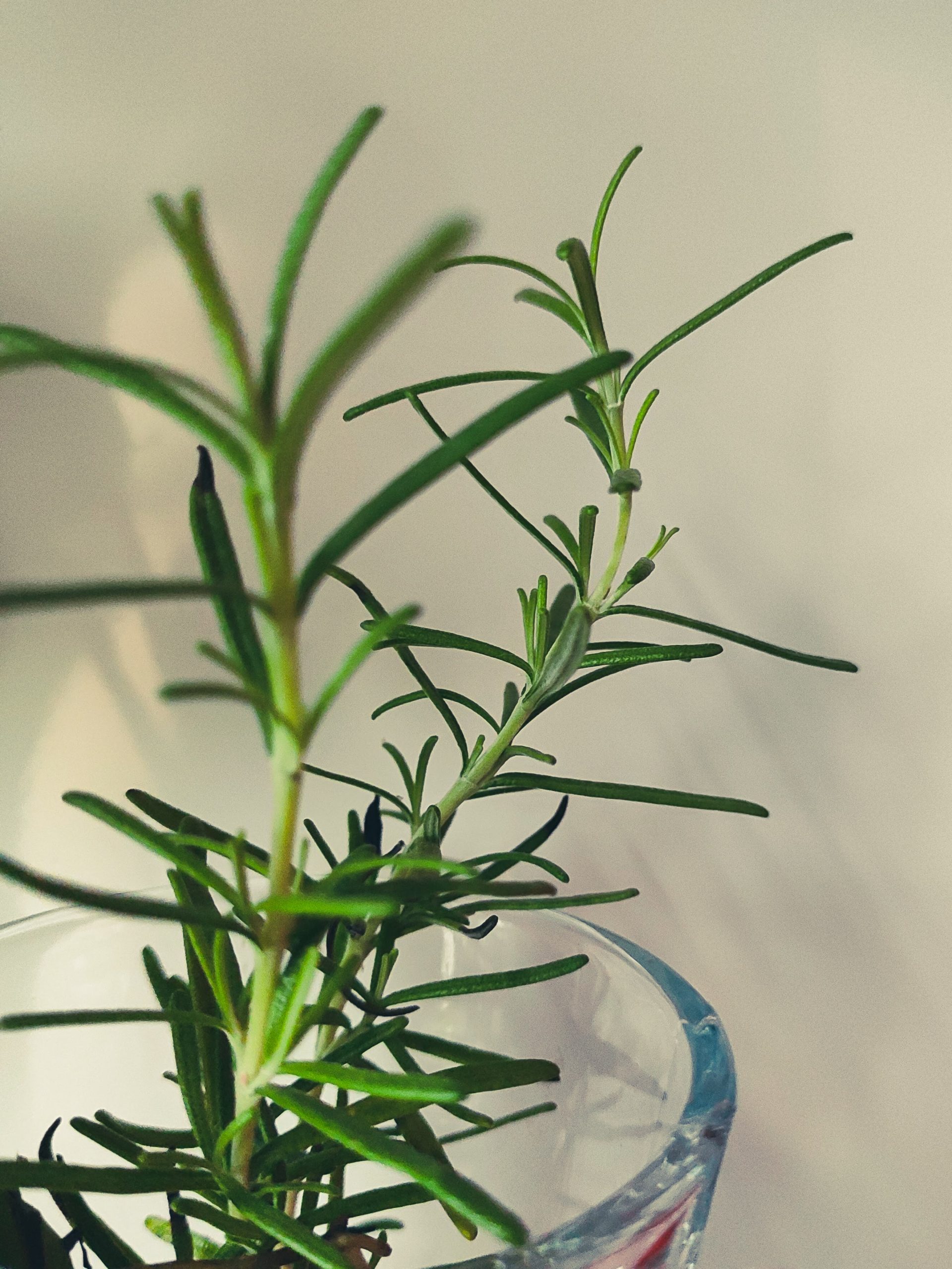Rosemary Purifying Rinse-Off Mask