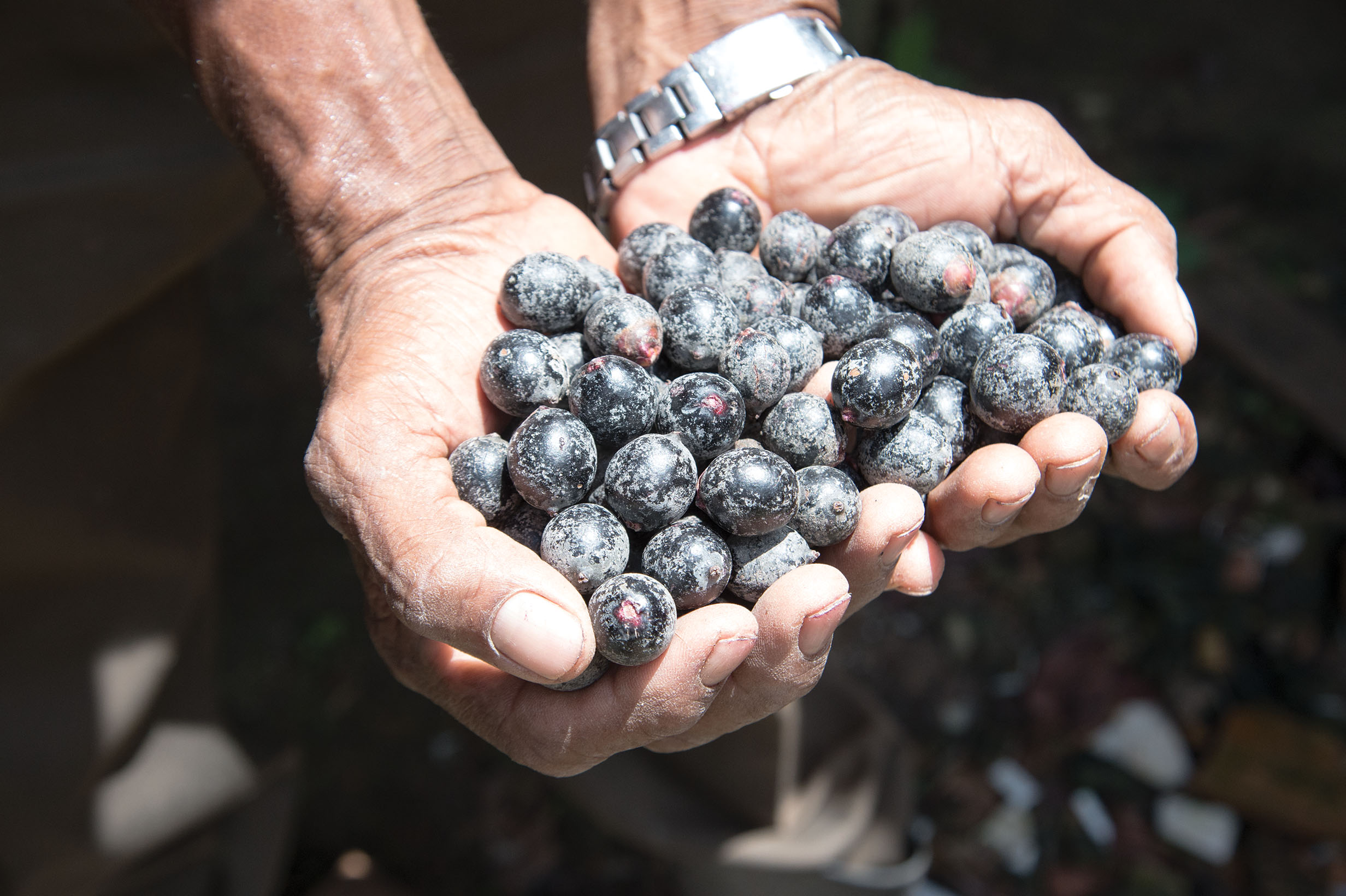 Acai Liquid Extract