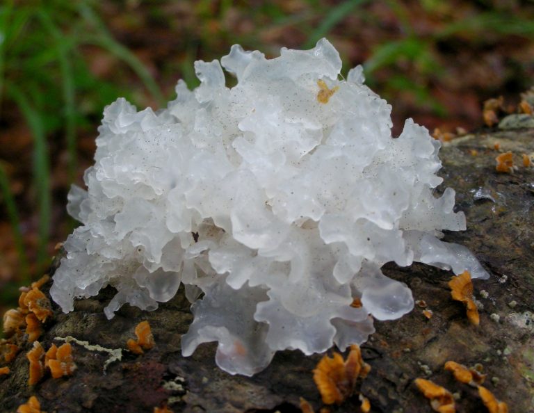 DermaTive Snow Mushroom