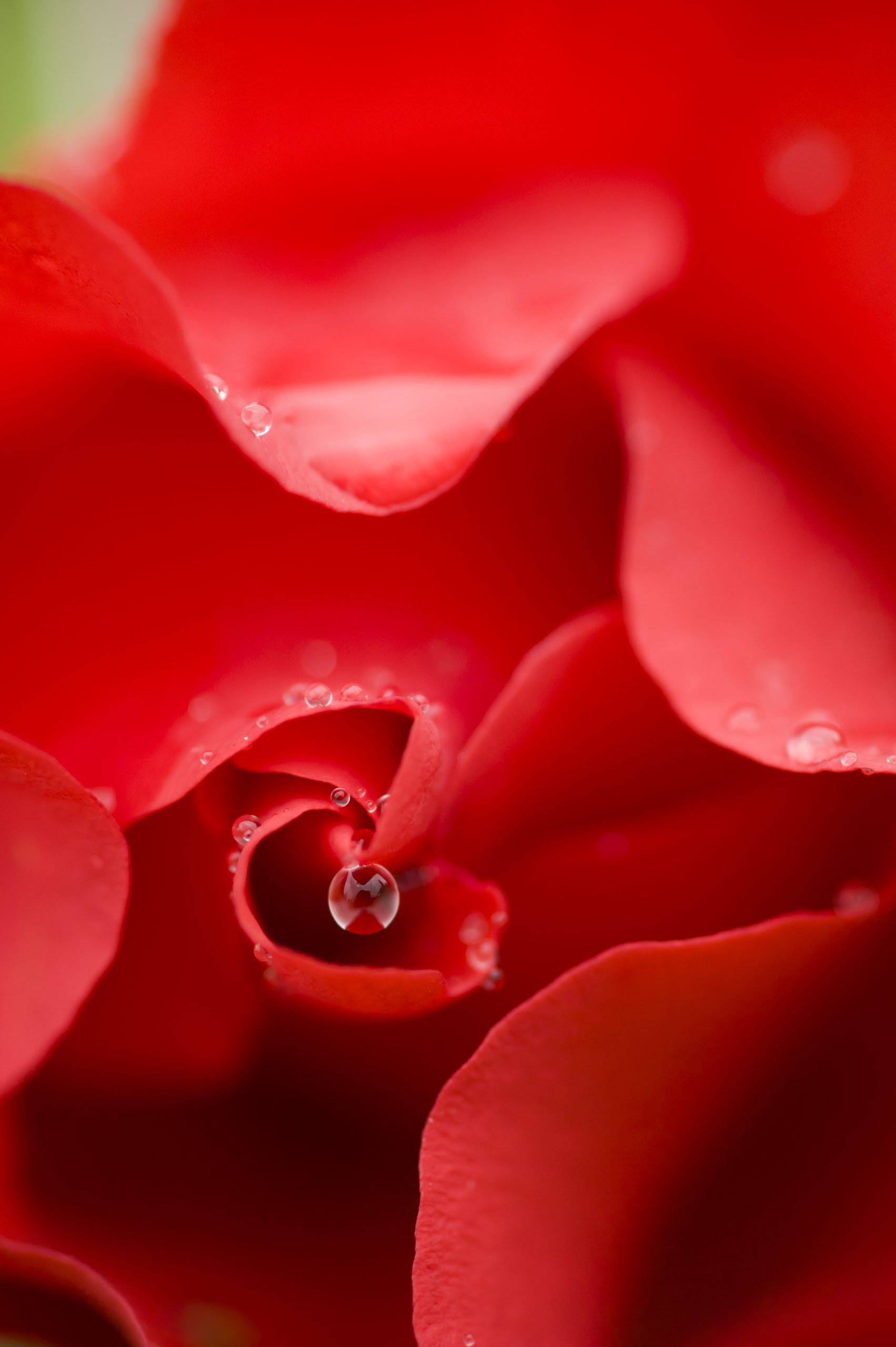 Ornamental rose
