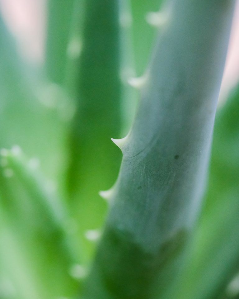 Plant of Immortality Peel-off-Powder