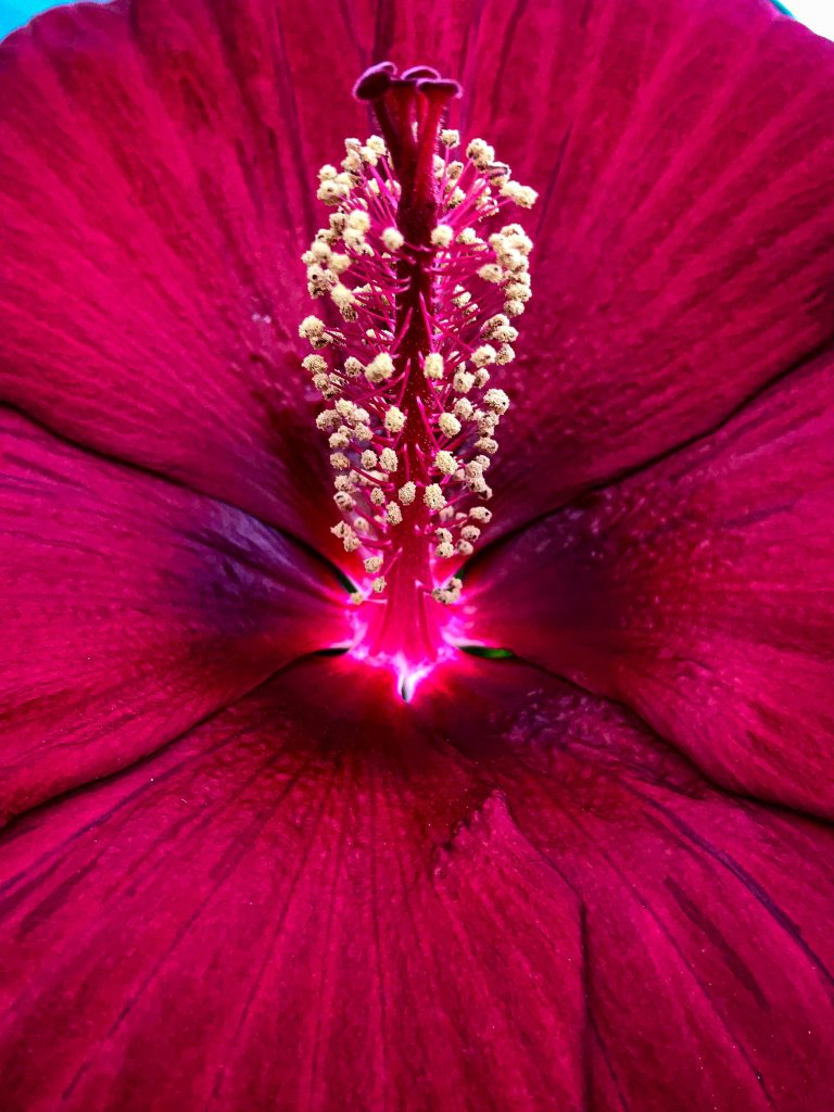 Hibiscus Bloom Peel-Off-Powder
