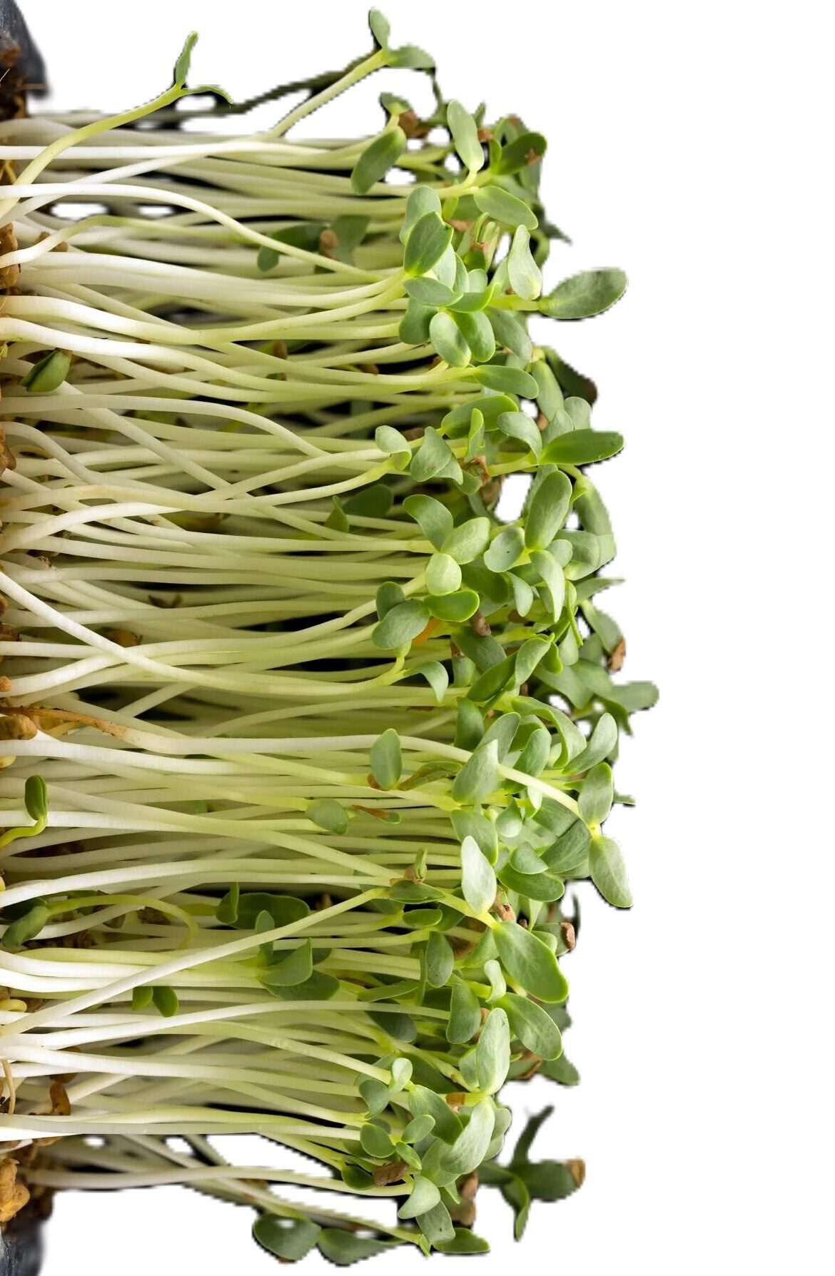 Microgreens Fenugreek2