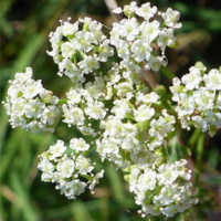Apium