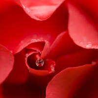 Rose Blossom Ferment