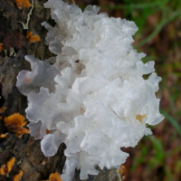 Snow Mushroom