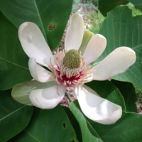 TAOSuper Antioxidant Magnolia