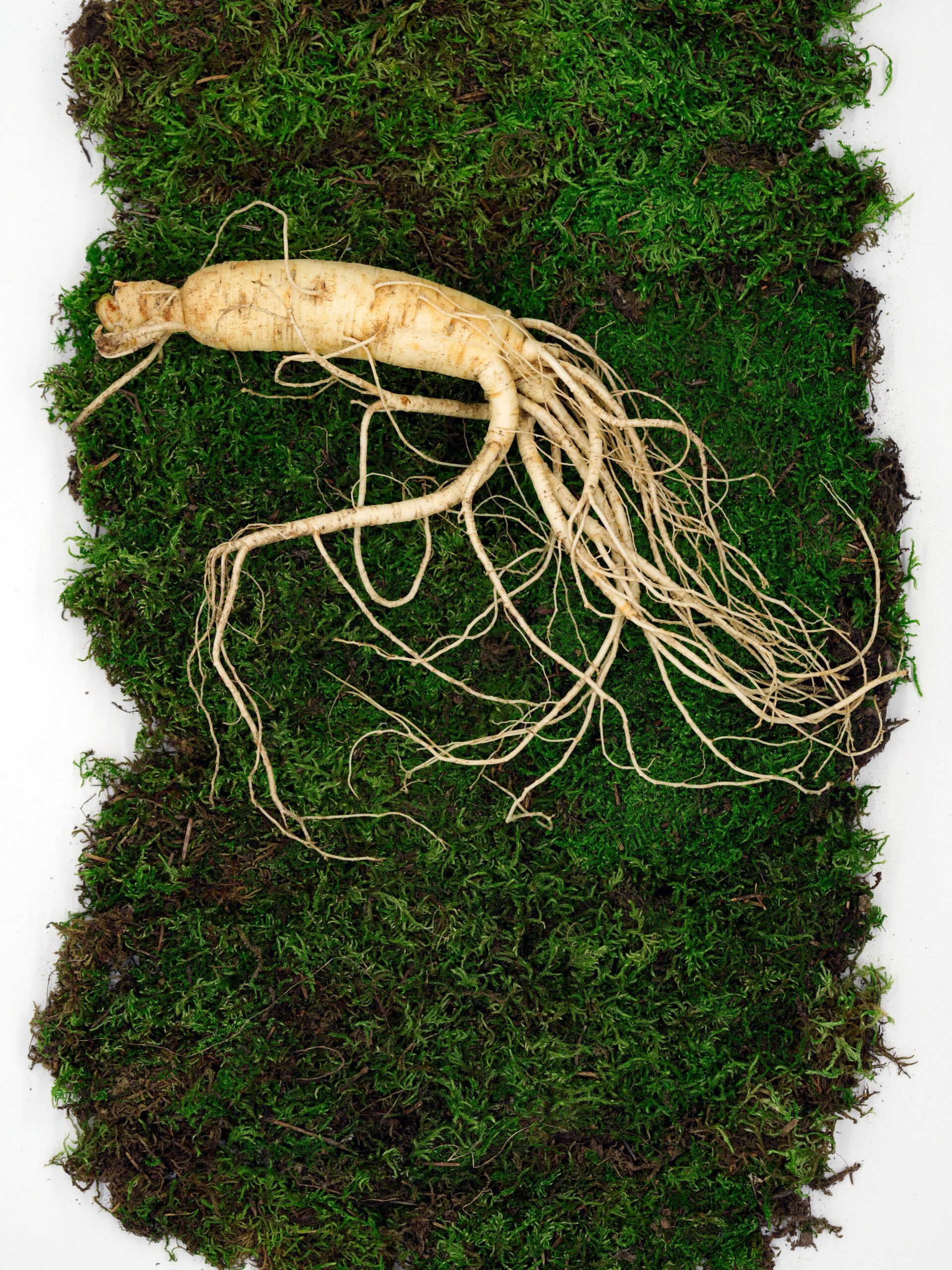 bencaoquan-JhOuD2wEiJs-unsplash