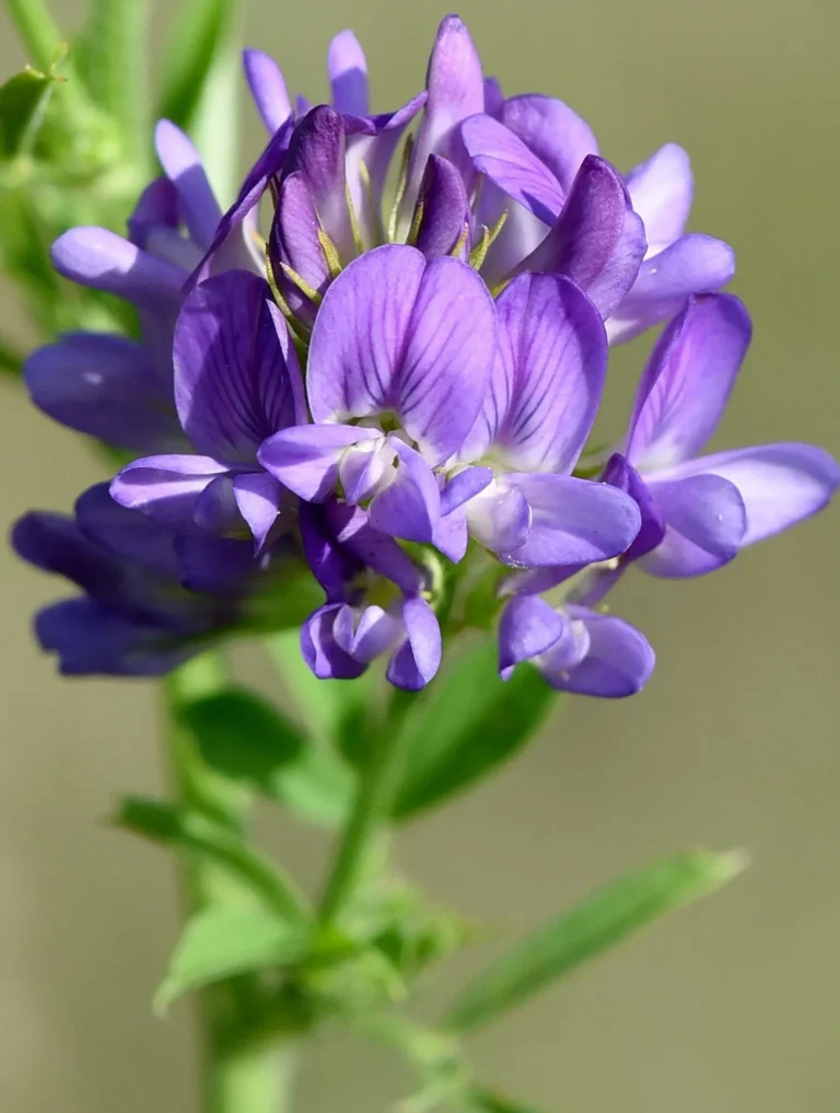 Alfalfa-Flower-scaled-e1595442662425