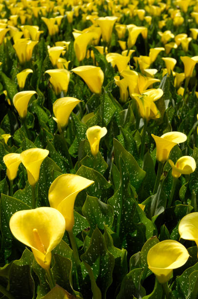 Calla Lily Yellow