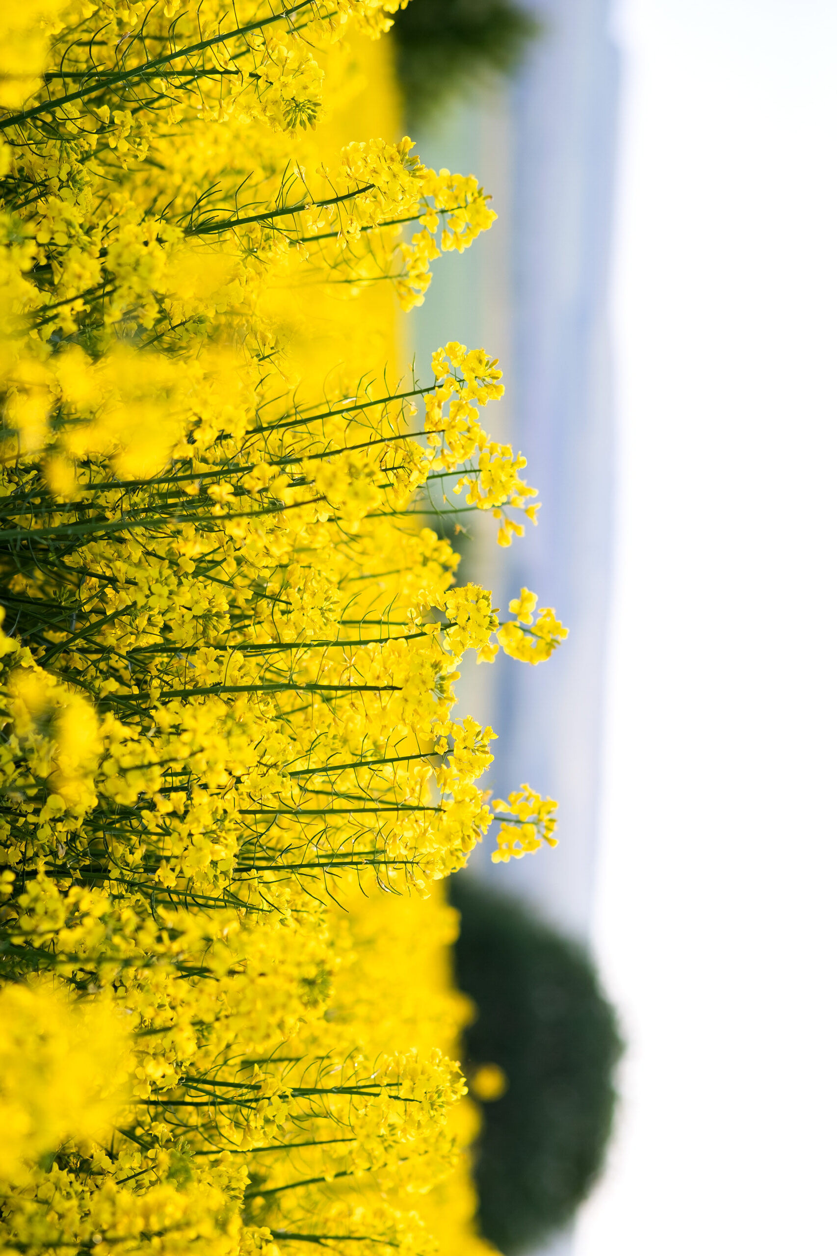 Close up detail of blooming yellow rapeseed plants in agricultur