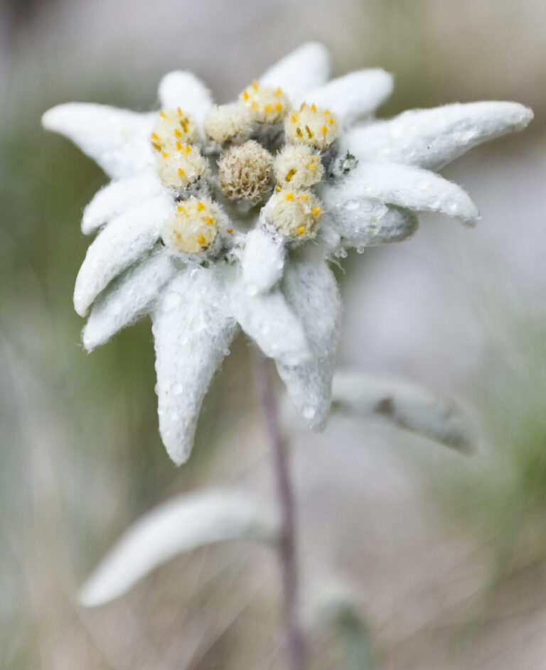 edelweiss