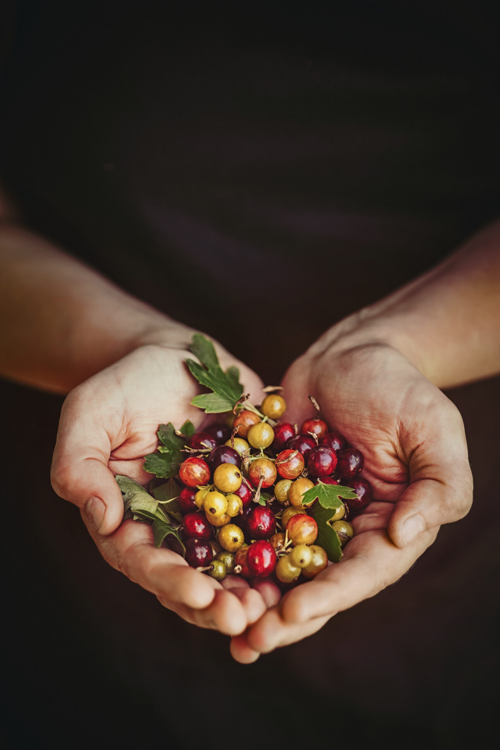 A lot of ripe multi-colored berries in the hands of a woman, against the background of a dark apron