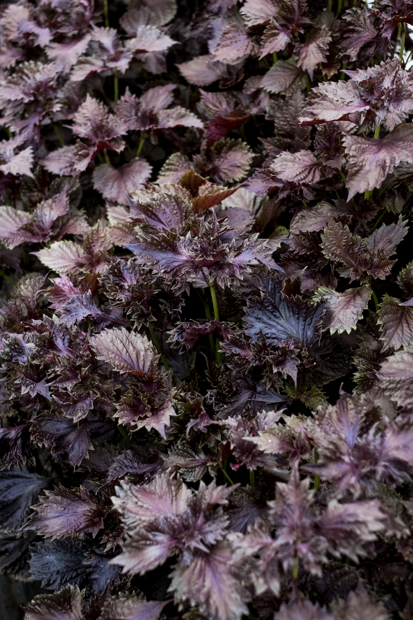 Farm,United Kingdom,High angle close up of purple mint.