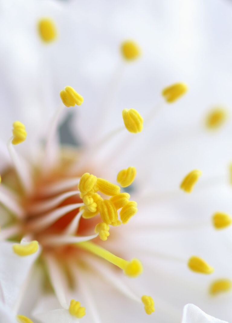 Spring flower