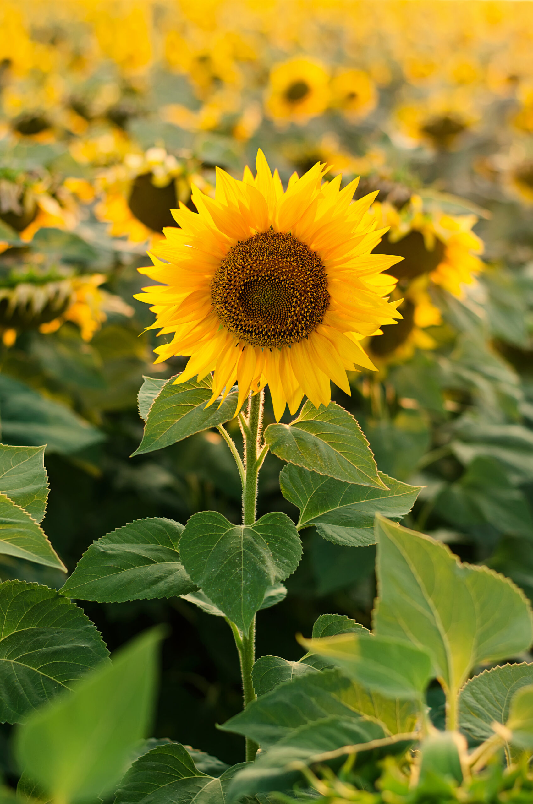 bright-yellow-sunflower-field-in-the-summer-sunlig-2026-03-17-21-46-42-utc