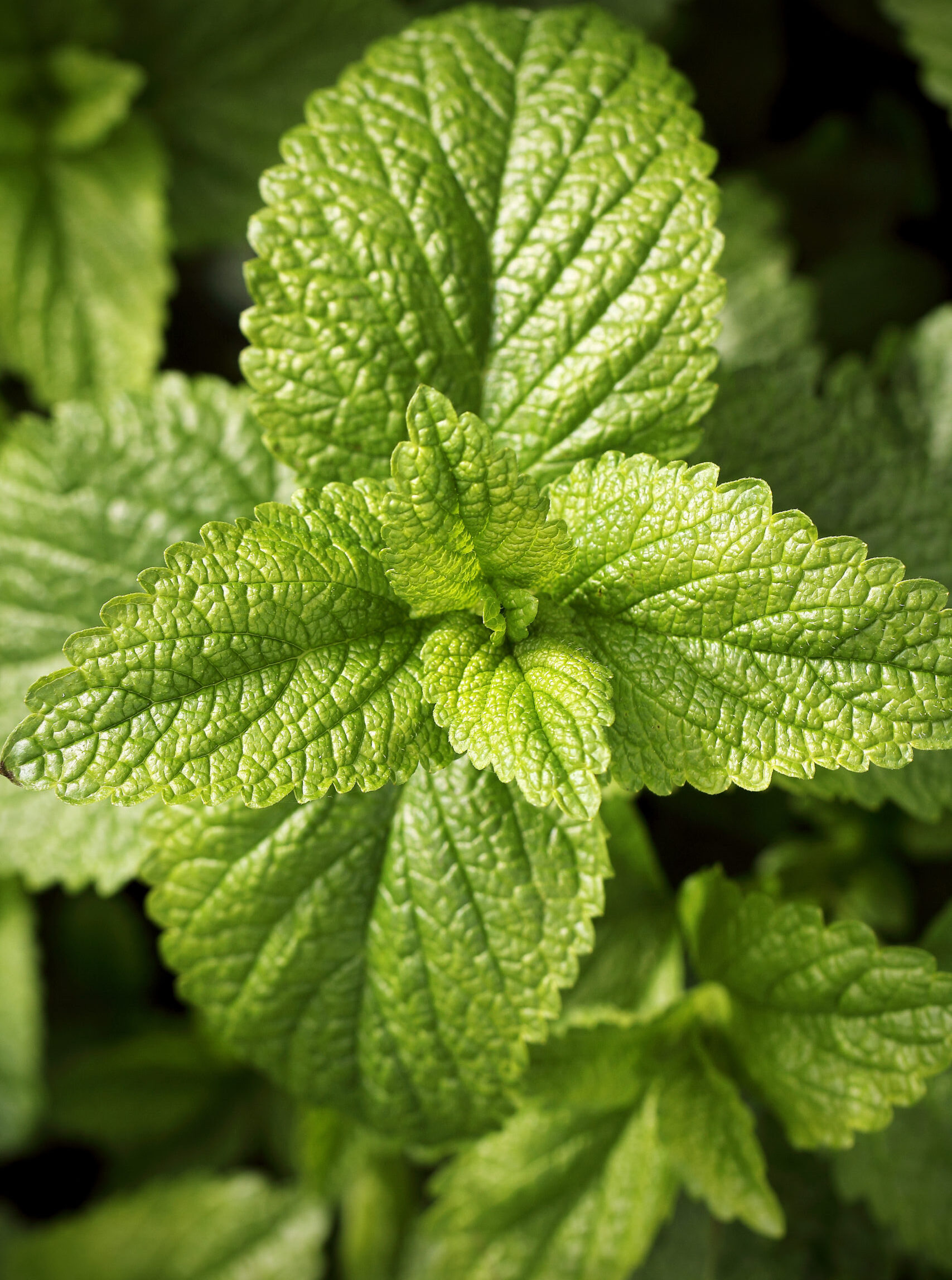 close-up-of-vibrant-green-lemon-balm-leaves-2026-04-15-05-59-11-utc