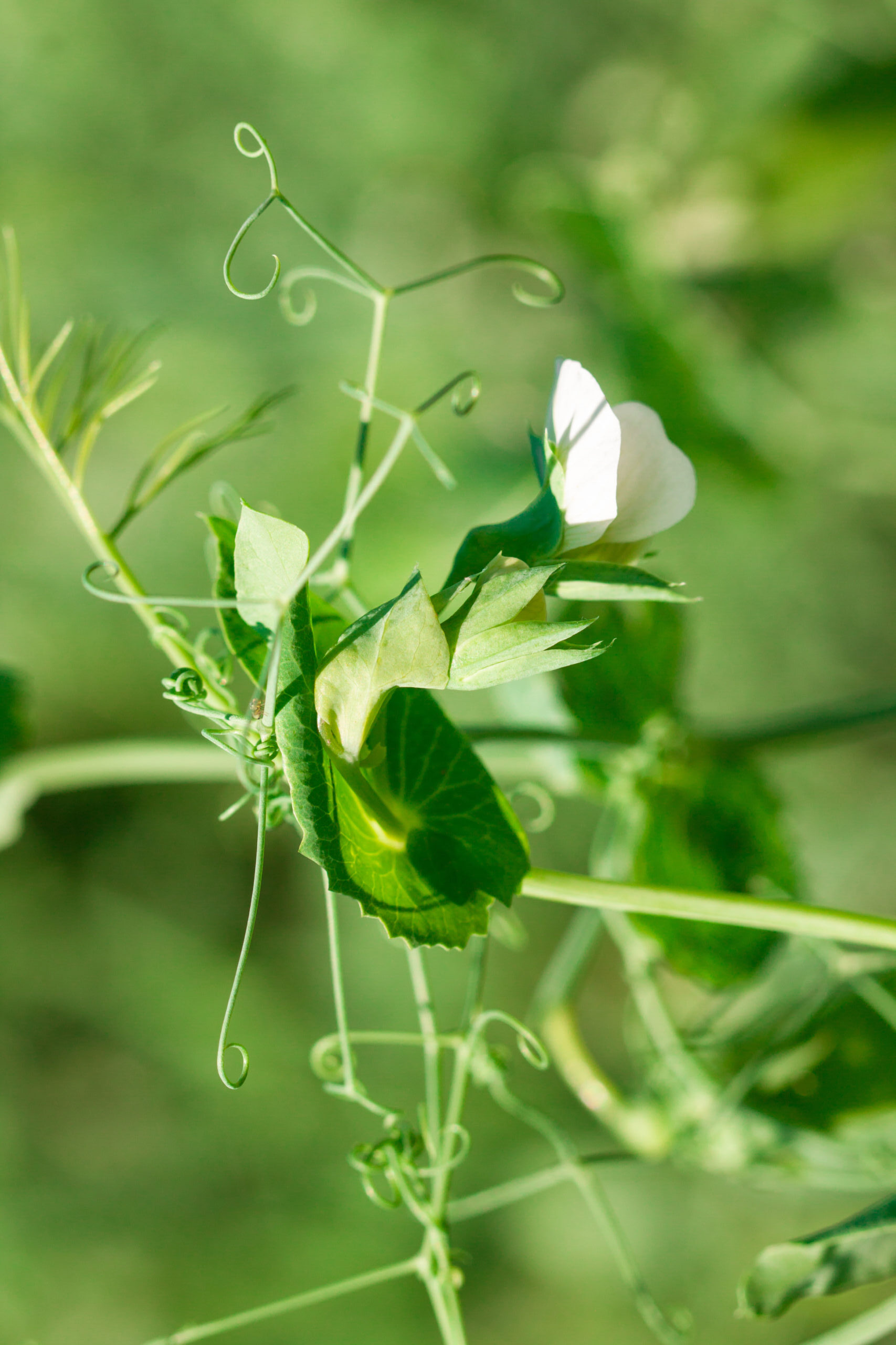 Pea plant with white blooms